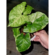 [Indoor Plant] Rare Syngonium T24 绒叶/合果芋系列 by Hao Hao