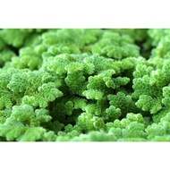 (Azolla microphylla) floating aquatic plant/ tumbuhan air akuatik/ Aquarium water plant