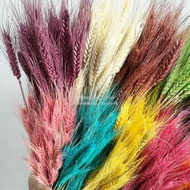 Preserved Wheat Bunga Tanaman Gandum Padi Kering Asli Hias Hias Dekor Rumah Pesta Kantor Buket Bouqu
