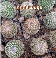 [ถูกที่สุด]แคคตัสแมมฮุย Mammillaria huitzilopochtli แคคตัส กระบองเพชร cactus&amp;succulent ไม้ประดับ