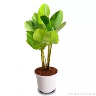 Tanaman hias pisang calathea lutea / pisang calathea lutea