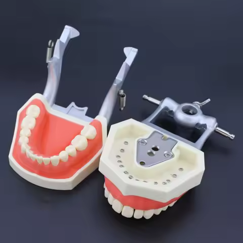 Dental Typodont Teeth Model Mounting Pole Fit Columbia 860 Kilgore Nissin Type