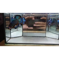 Fish Laga Betta Giant Fancy 🐟