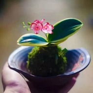 terbaru !!! mossball - varigata anggrek bulan mini var phalaenopsis