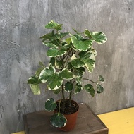 90s Greenovation Live Plant Polyscia Balfouriana Variegated 圆叶福禄桐锦 P90