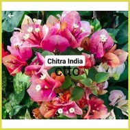 – ∴ ➯ Bougainvillea Small Rooted
