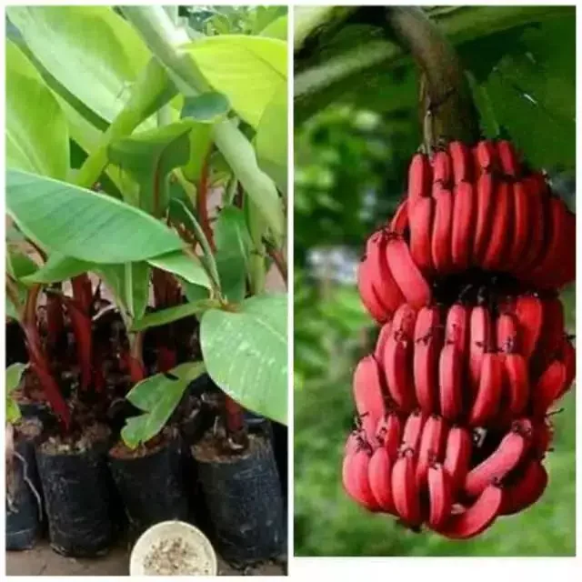 Bibit pisang merah /pisang kidang enak