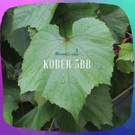 HARGA PROMO Bibit Anggur Kober 5BB (rootstock) TERMURAH