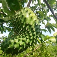 🔥Baja Pokok Durian Belanda🔥 1000gram