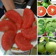 Anak benih limau bali isi merah (HYBRID)