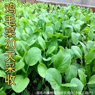 Chicken Cabbage Seeds 18 Days Quick Raw Chicken Cabbage Seeds Four Seasons Sowing Potted Plants with