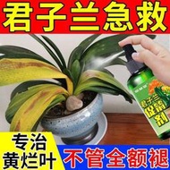 有機肥 花肥 開花肥 肥料 氮磷鉀 磷鉀肥 磷酸二氫鉀 君子蘭營養液【專治爛根黃葉】用于養根壯根護根防黃葉蘭花專用肥