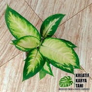 Green 🍀 Tanaman hias aglonema - Aglonema murah - Aglonema tanaman