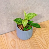 鉑金蔓綠絨 莫蘭迪色系直紋陶盆 室內植物 觀葉植物 禮物 盆栽