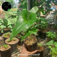 tanaman hias anthurium corong - anthurium brownii - real pict