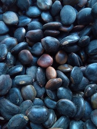 1 KG HẠT GIỐNG LIM XẸT [ gỗ LIM LIM XANH ] [ hạt đẹp tuyển chọn bao nảy mầm ] [BEST eXPRESS]