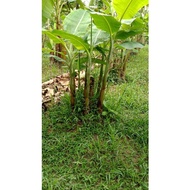 Benih Pokok Pisang Nangka