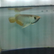 Arwana Golden Red (Red Tail Golden, Rtg) New Stok