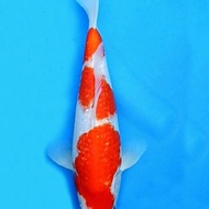 Ikan Koi kohaku import 24cm