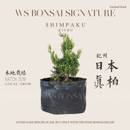 SHIMPAKU JUNIPER Bonsai Base 2 Years Old