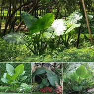 Egrow 100 Pcs/Pack Calathea Seeds Ornata Alocasia Macrorrhiza Bonsai for Home Garden Plant