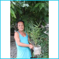 ✹ ஐ ✻ Dates Fruit (Palm Tree) Seedling