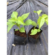 Anak Pokok Cili Habanero