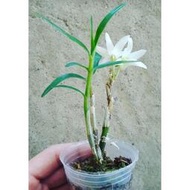 Dendrobium moniliforme 日本長生蘭， 會香，矮種，不會長很大