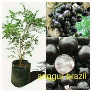 Anak Pokok Anggur Brazil