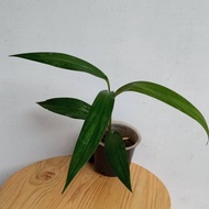 philodendron epipremnum amplissimum