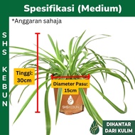 Spider Plant Green Edge Chlorophytum comosum  吊兰  Anak Pokok Hiasan Hidup Indoor Plant Live Plant Ai