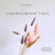 Lagurus dried flower / Bunga Kering