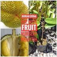 Benih durian Kop Kecil D99 S size-Fruit Nursery Malaysia