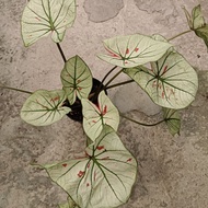 Caladium Strawberry Star