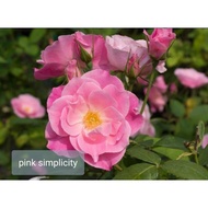 pink simplicity rose