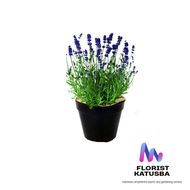 tanaman Lavender english lavandula asli daun harum