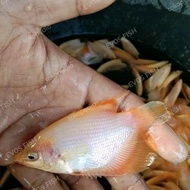 ikan gurame padang gurame albino