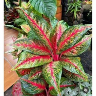 tanaman hias aglonema/aglaonema hot lady