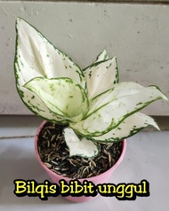 bibit bunga aglonema super white