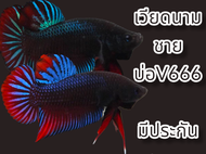 ปลากัด เวียดนามสายกัดคมไวคละสี บ่อ666 9เดือน ชาย มีประกัน