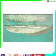 IKAN ARWANA SILVER RED 25-30cm Best Quality