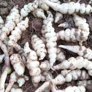 Pagoda Vegetable Seeds Ground Beef Seeds Nectar Seeds Ground Ring Jade Ring Vegetable Ginseng Vegeta