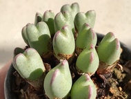 10 เมล็ด เมล็ดพันธุ์ Conophytum โคโนไฟตัม กระบองเพชร ไม้อวบน้ำ กุหลาบหิน แคคตัส Castus สายพันธุ์ Conophytum antonii