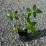 🔥HERBA🔥 POKOK SEMAMBU / Neem Leaf Tree / Daun Mambu / Azadirachta Indica / Margosa / Indian Lilac / 