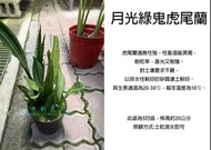 心栽花坊-月光綠鬼虎尾蘭/5吋/超取易折損/月光綠鬼虎皮蘭/虎尾蘭/虎皮蘭/5吋/售價360特價300