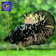 Ikan Cupang Avatar Copper Gold Grade A Daging Hitam
