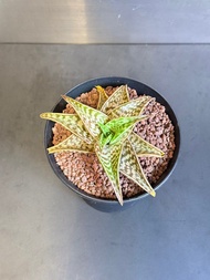 只在油塘站交收🌸姬千代 蘆薈 小盆栽 花 仙人掌 🌵 龍舌蘭 白月光 星兜 多肉植物 塊根 桌面室內 室外 種植 易種 懶人植物 空氣淨化