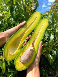 🥑พร้อมส่ง อะโวคาโด 034 🔥ถูกมาก🔥 25 Kg !! 1 ลัง !!