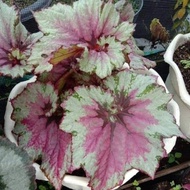 gtm tanaman hias begonia rex silver merah