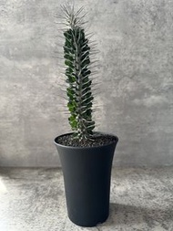 地獄魔針 多肉植物 塊根 盆栽 仙人掌